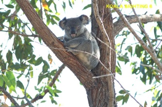 6_Koala female breeding activity_8Nov2013.jpg